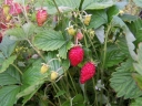 sklep ogrodniczy -  Poziomka RUGIA - nasiona 0,2g Fragaria vesca
