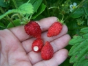 rośliny ozdobne - Poziomka RUGIA - nasiona 0,2g Fragaria vesca
