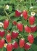 sklep ogrodniczy - Poziomka RUGIA - nasiona 0,2g Fragaria vesca