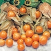 rośliny ozdobne -  Rodzynek brazylijski - nasiona 0,2g Physalis peruviana Miechunka peruwiańska