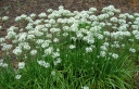 rośliny ozdobne -  Szczypiorek CZOSNKOWY - 1g nasion Allium tuberosum