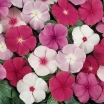 rośliny ozdobne -  Barwinek różowy mieszanka Vinca rosea - nasiona 0,2g