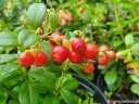 rośliny ozdobne -  Borówka brusznica (Vaccinium vitis-idaea) C2 *T