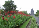 sklep ogrodniczy - Kanna, Paciorecznik Canna indica - mix kolorów nasiona 1g