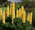 sklep ogrodniczy - Łubin trwały ŻÓŁTY Russel Chandelier - 2g nasion Lupinus polyphyllus