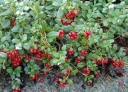 sklep ogrodniczy - Borówka brusznica (Vaccinium vitis-idaea) C2 *T