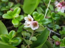 sadzonki - Borówka brusznica (Vaccinium vitis-idaea) C2 *T
