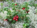 rośliny ozdobne - Borówka brusznica (Vaccinium vitis-idaea) C2 *T