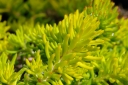 rośliny ozdobne -  Rozchodnik nicejski AUREUM Sedum sediforme P9