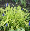 rośliny ogrodowe -  Prosownica rozpierzchła AUREUM Millium effusum P11