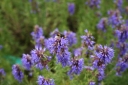 rośliny ogrodowe -  Hyzop lekarski NIEBIESKI (Hyssopus officinalis) /P15 *K7