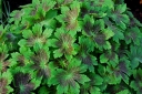 rośliny ozdobne - Bodziszek czarny SAMOBOR Geranium phaeum /C2 *K16