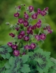 rośliny ozdobne - Bodziszek czarny SAMOBOR Geranium phaeum /C2 *K16