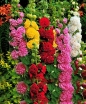 sklep ogrodniczy - Malwa, Prawoślaz RÓŻOWA - 0,5g nasion Altcea rosea