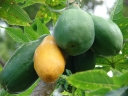 rośliny ozdobne - Papaja in. Melonowiec Carica papaya 10 szt. nasion