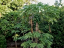 rośliny ogrodowe - Papaja in. Melonowiec Carica papaya 10 szt. nasion