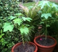 rośliny ozdobne - Papaja in. Melonowiec Carica papaya 10 szt. nasion