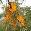 sadzonki -  Rokitnik wąskolistny Hippophae rhamnoides - 20 nasion
