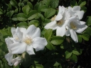 rośliny ogrodowe -  Róża pomarszczona BIAŁA Rosa rugosa var.ALBA ~ 30 nasion