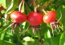 sklep ogrodniczy - Róża pomarszczona BIAŁA Rosa rugosa var.ALBA ~ 30 nasion