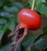 sklep ogrodniczy - Róża pomarszczona BIAŁA Rosa rugosa var.ALBA ~ 30 nasion