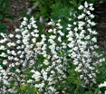 sadzonki -  Baptysia biała Baptisia leucantha - 3 szt. nasion