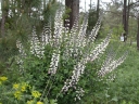 rośliny ogrodowe - Baptysia biała Baptisia leucantha - 3 szt. nasion
