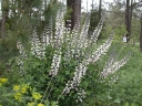 sadzonki - Baptysia biała Baptisia leucantha - 3 szt. nasion