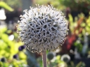 rośliny ozdobne -  Przegorzan kulisty ARCTIC GLOW Echinops sphaerocephalus - 10 szt. nasion