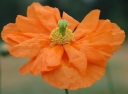 sadzonki - Mak pomarańczowy FLORE PLENO Papaver rupifragum ~20szt. nasion