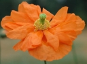 rośliny ozdobne - Mak pomarańczowy FLORE PLENO Papaver rupifragum ~20szt. nasion