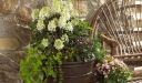 sklep ogrodniczy -  Hortensja bukietowa BABY LACE® PIIHP-1 Hydrangea paniculata /C5 *17