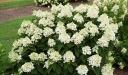 rośliny ozdobne - Hortensja bukietowa BABY LACE® PIIHP-1 Hydrangea paniculata /C5 *17