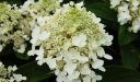 rośliny ozdobne - Hortensja bukietowa BABY LACE® PIIHP-1 Hydrangea paniculata /C5 *17