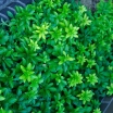 sklep ogrodniczy - Runianka japońska Green Carpet (Pachysandra terminalis) /C2 *4