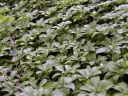 sadzonki - Runianka japońska Green Carpet (Pachysandra terminalis) /C2 *4