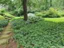 sklep ogrodniczy - Runianka japońska Green Carpet (Pachysandra terminalis) /C2 *4