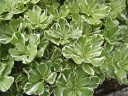 rośliny ozdobne -  Runianka japońska Variegata (Pachysandra terminalis Variegata) C2