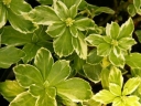 rośliny ozdobne - Runianka japońska Variegata (Pachysandra terminalis Variegata) C2