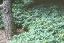sadzonki - Runianka japońska Variegata (Pachysandra terminalis Variegata) C2