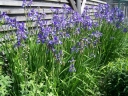 rośliny ogrodowe - Kosaciec Irys syberyjski (Iris sibirica) /C2-C3