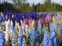 sadzonki - Ostróżka ogrodowa (Delphinium cultorum) C2