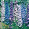 rośliny ozdobne - Ostróżka ogrodowa (Delphinium cultorum) C2