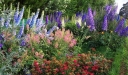 rośliny ogrodowe - Ostróżka ogrodowa (Delphinium cultorum) C2