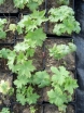 rośliny ogrodowe - Ostróżka ogrodowa (Delphinium cultorum) C2