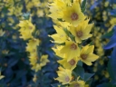 rośliny ogrodowe -  Tojeść kropkowana (Lysimachia punctata  ang. Yellow Loosestrife)