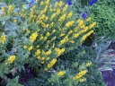 sadzonki - Tojeść kropkowana (Lysimachia punctata  ang. Yellow Loosestrife)