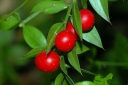 rośliny ogrodowe -  Ruszczyk kolczasty Myszopłoch ciernisty Ruscus aculeatus nasiona 3szt