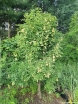 sklep ogrodniczy - Kłokoczka południowa Staphylea pinnata nasiona 2szt