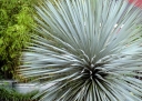 sklep ogrodniczy - Mrozoodporna niebieska Yucca Rostrata SAPPHIRE SKIES /C3 *T2